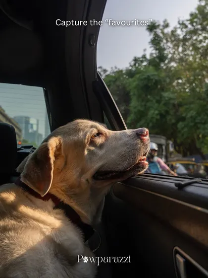 Capturing the "favorites". A senior lab enjoys the breeze from a car window, a simple, beautiful moment from an everyday routine.