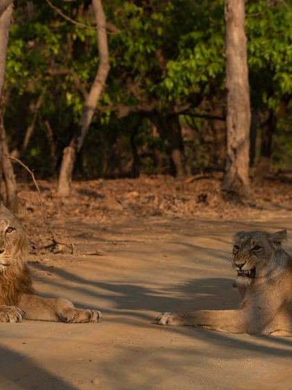 The royal couple of Gir, bathed in the dappled light of the forest.