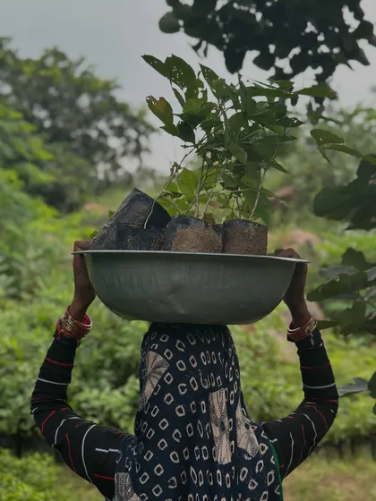 A 'tasla' carries more than just soil. It carries the hopes and hard work of our on-ground team. Here, a woman from our team transports native saplings, a powerful symbol of the human effort that underpins every restored forest.