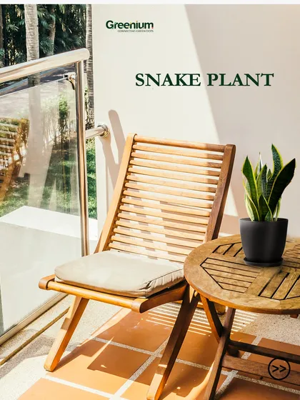 The Snake Plant is one of the hardiest plants you can have. It tolerates a wide range of conditions and is excellent at purifying the air, making it ideal for city balconies.