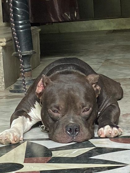 The slow process of waking up. Sultan starting to stir from his nap.