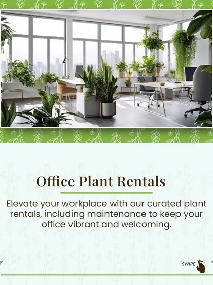 My office plant rental service is designed to elevate your workplace. I provide a curated selection of plants and include all maintenance to keep your office vibrant and welcoming.