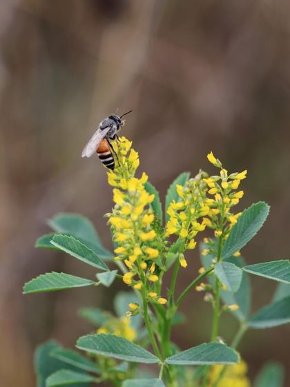 An Indian Honey Bee gathers nectar from the yellow flowers of a native shrub. Bees are crucial pollinators, and their presence indicates that our restored habitats are providing the food sources they need to thrive.