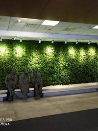 Vertical Gardens & Green Walls