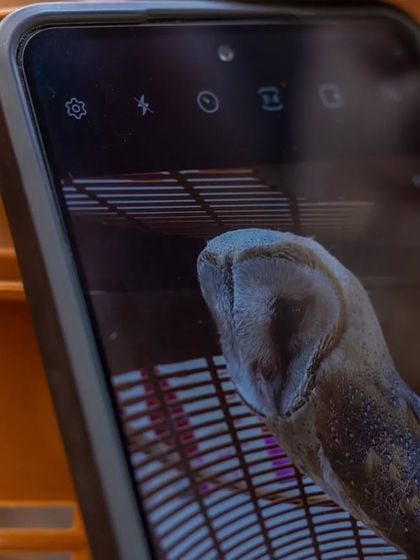 Wildlife in the City: Rescue & Coexistence photo 9