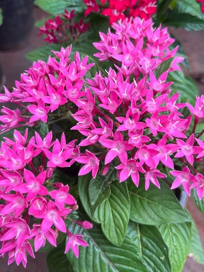 The star-shaped clusters of the Pentas plant are a favorite for attracting butterflies. This vibrant pink variety is a great addition to any pollinator garden.