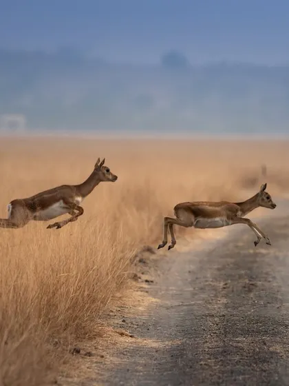 Capturing the sheer speed and agility of blackbucks is always a challenge. I shot this pair in mid-air as they gracefully leaped across a dirt track. This image freezes a split second of incredible athleticism and joy, showcasing the dynamic energy of the Indian grasslands.