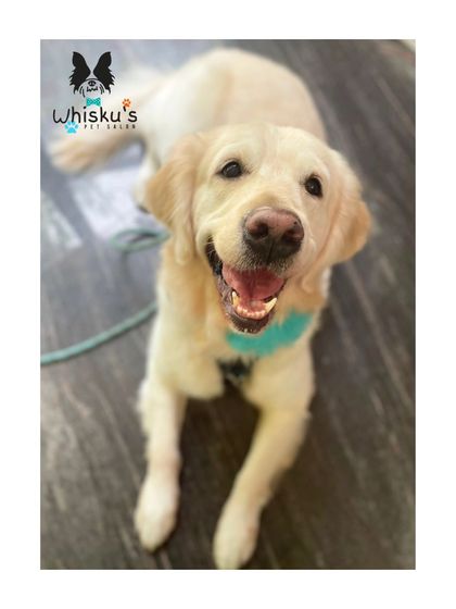 Furrybells Pet Grooming - Pet Grooming (Dogs & Cats) Breed-Specific Dog Styles photo 31