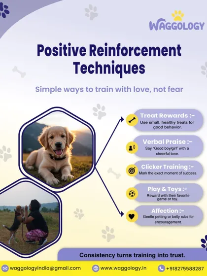 I believe in training with love, not fear. This graphic shows the simple, effective techniques of positive reinforcement I use, like rewarding good behavior with treats, praise, or play. This method turns training into trust and creates a happy, willing learner.