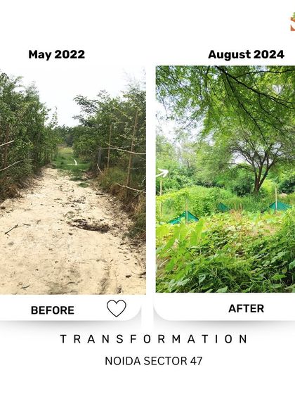 A dusty, uneven path from May 2022 at our Noida Sector 47 site has transformed into a verdant trail by August 2024. The surrounding area is now dense with foliage, creating a completely different, healthier environment.