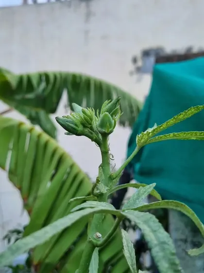 A lady's finger (okra) plant budding in a terrace garden. Soon, it will be ready for harvest. Homegrown vegetables are fresh and full of flavor.