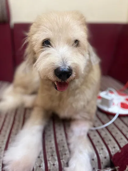 We believe every dog deserves to be loved, especially in their final days. This is our tribute to Snowy, a senior girl we adopted. The time was short, but the love was infinite. Adopting a senior dog is one of the most rewarding experiences.