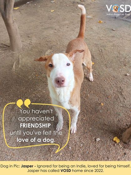 Jasper was ignored for being an Indie dog, but he has been loved for being himself at VOSD since 2022.