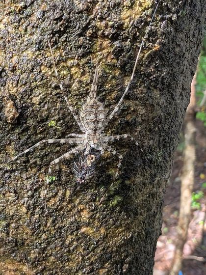 A whip spider, a fascinating and harmless creature, spotted on a tree trunk. Our walks are full of such surprising encounters that teach kids about the diversity of life.