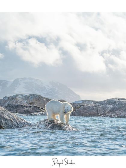 This signed print is a personal memento from a pilgrimage to the frozen north, a tribute to the remarkable resilience of Arctic life.