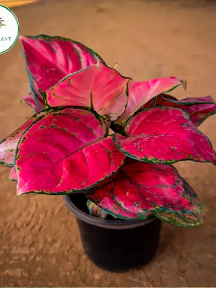 The vibrant pink and green leaves of this Aglaonema, or Chinese Evergreen, make it a standout indoor plant. It's not only beautiful but also an excellent air purifier, making it a perfect, low-maintenance addition to brighten up any home or office.