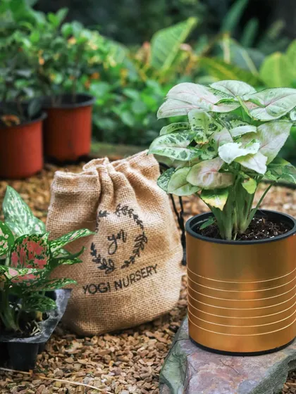 A beautiful Syngonium plant potted in a modern, metallic gold self-watering planter. The branded Yogi Nursery jute bag next to it highlights the complete, gift-ready package I offer.