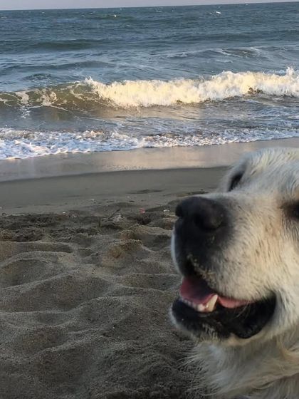 Deepthi - Dog Travel & Adventure Coaching Water Adventures: From Pools to Open Seas photo 7