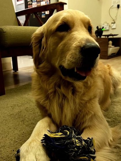 Leo the Golden Retriever, patiently waiting for the next game. His focus and good manners are a testament to the power of positive reinforcement.