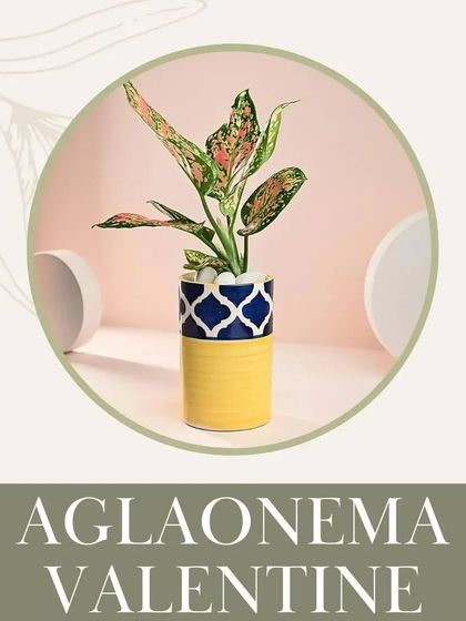 The Aglaonema Valentine, with its beautiful pink-splashed leaves, is a stylish indoor plant that is also safe for your pets. It adds a pop of color and is easy to care for.