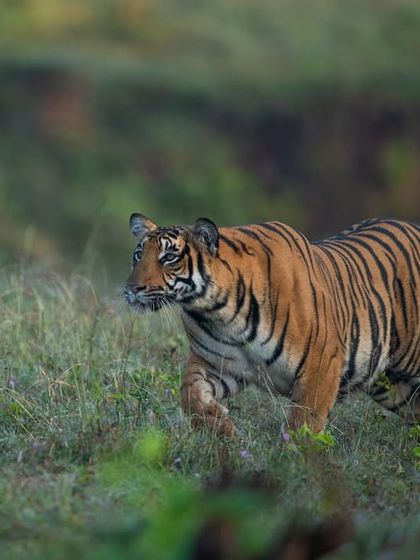A focused gaze from a Russel line tigress. These cats are always aware, always processing their surroundings, and capturing that intensity is a goal for every wildlife photographer.