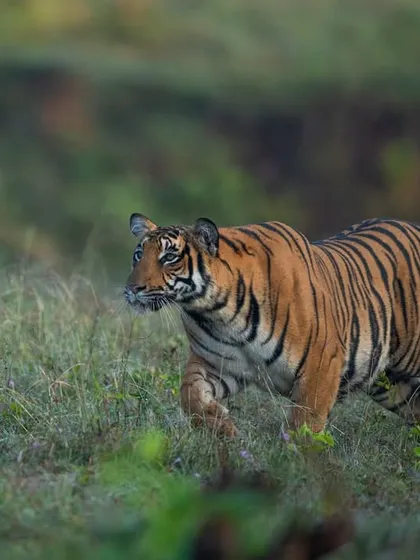 A focused gaze from a Russel line tigress. These cats are always aware, always processing their surroundings, and capturing that intensity is a goal for every wildlife photographer.