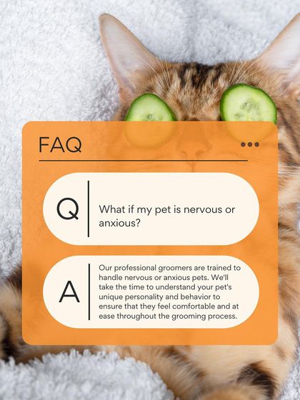 Petish Grooming - Mobile Grooming for Dogs & Cats Feline Friends: Cat Grooming photo 6