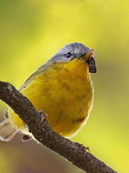 A Gray-headed Warbler with a beak full of insects is perched on a branch. The bright yellow background complements the bird's plumage and highlights its successful hunt.