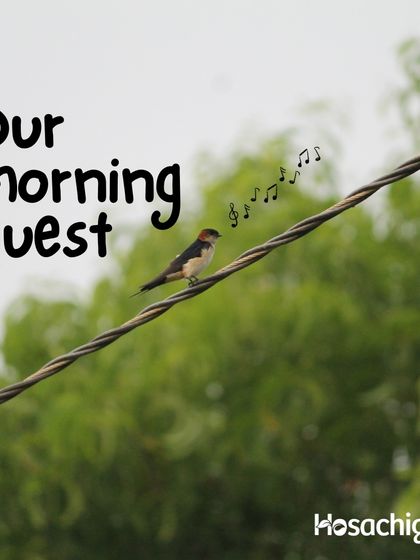 Our morning guest, a small bird singing on a wire. This is the natural soundtrack of our farms, a peaceful start to the day.