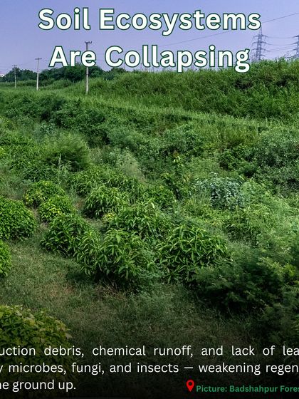 Construction debris and chemical runoff can cause soil ecosystems to collapse. At Badshahpur Forest Corridor, we are rebuilding the soil to support the microbes, fungi, and insects that are the foundation of a forest.