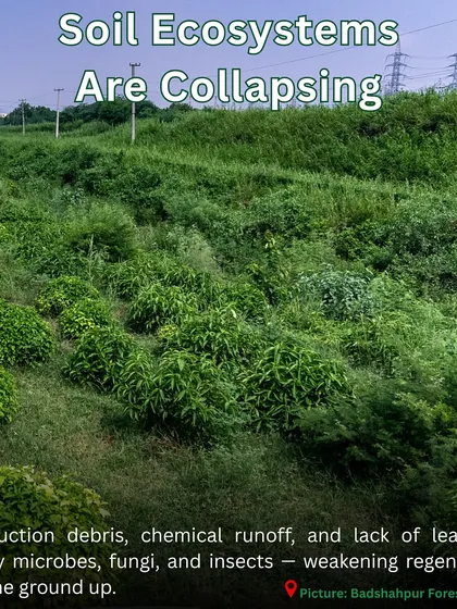 Construction debris and chemical runoff can cause soil ecosystems to collapse. At Badshahpur Forest Corridor, we are rebuilding the soil to support the microbes, fungi, and insects that are the foundation of a forest.