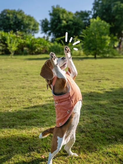 Pawparazzi By Prathima - Pet Milestone Photography Outdoor Adventures & Candid Play photo 6