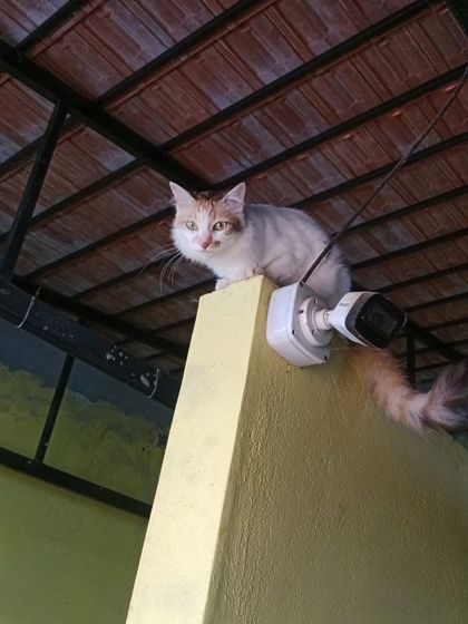 Star Pups - Pet Boarding & Daycare Cozy Cats Corner photo 16