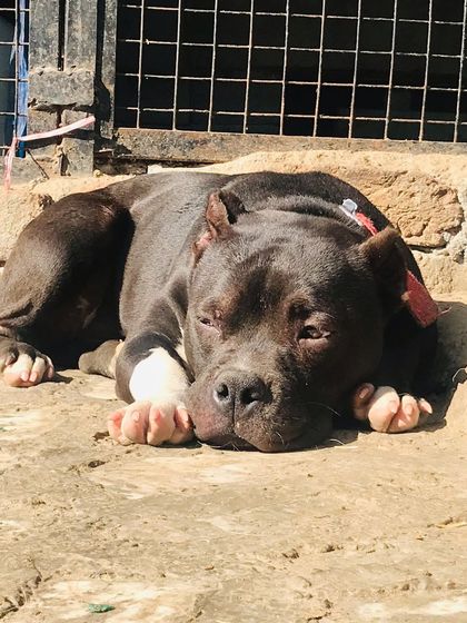 Another angle of Sultan enjoying his sunbath.