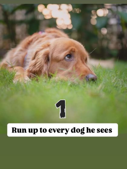 Nitika Ahlawat - Dog and Child Safety & Integration Safety First: Setting Boundaries for Kids & Dogs photo 8