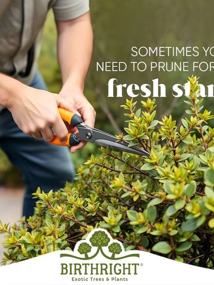 Sometimes you need to prune for a fresh start. Trimming old growth is essential for encouraging new, healthy leaves and flowers.