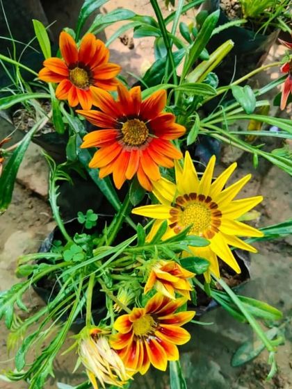 Bright and cheerful Gazania flowers, also known as treasure flowers. They love the sun and will bring a smile to your face with their vibrant colors.
