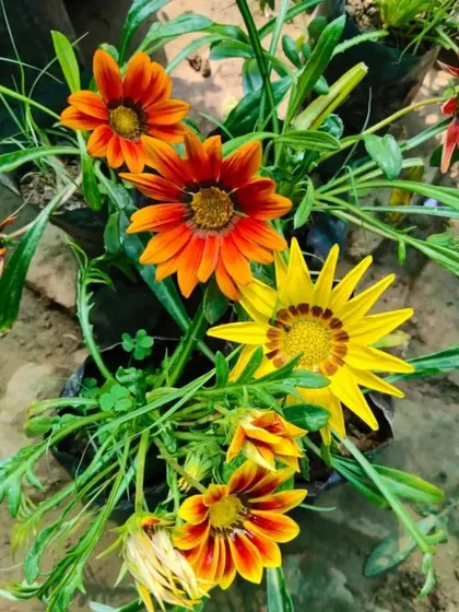 Bright and cheerful Gazania flowers, also known as treasure flowers. They love the sun and will bring a smile to your face with their vibrant colors.
