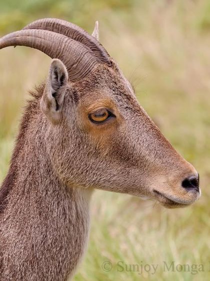 Mammals of the Ghats and Plains photo 3