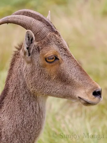 A close portrait of the Nilgiri Tahr, a wild goat found only in the high-altitude grasslands of the southern Western Ghats. Its elegant, back-curving horns and calm demeanor are captivating.