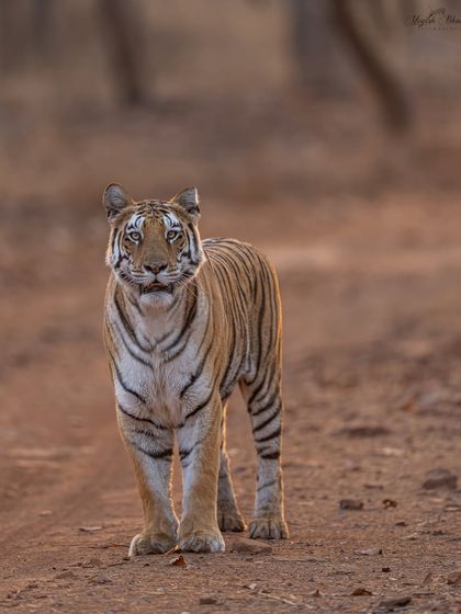 A strong subject, exceptional light, and thoughtful composition make an outstanding frame. By getting low and letting the tigress feel comfortable, I was able to capture this direct, regal portrait. The shallow depth of field from my 400mm f/2.8 lens makes her the undeniable focus.