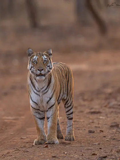A strong subject, exceptional light, and thoughtful composition make an outstanding frame. By getting low and letting the tigress feel comfortable, I was able to capture this direct, regal portrait. The shallow depth of field from my 400mm f/2.8 lens makes her the undeniable focus.