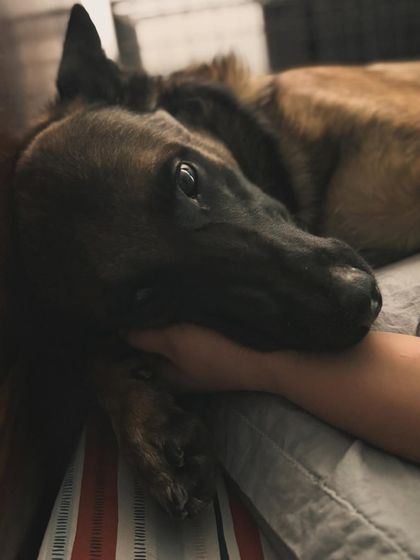 Garima Tomar - Dog Training & Behavior Consultation Life with Floyd: The Real & Raw photo 27