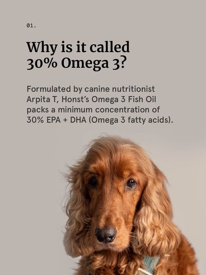 The Pack - Pet Parent Education & Workshops The Healthy Bowl: Canine Nutrition & Recipes photo 25