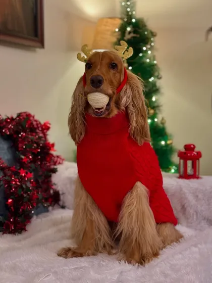 Posto in his Christmas sweater, ready to play. Sending warm wishes to everyone.