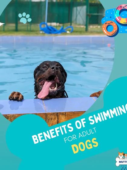 Poochkoo Mutts & Nutts - Dog Fitness & Recreation Private Pool & Hydrotherapy photo 11