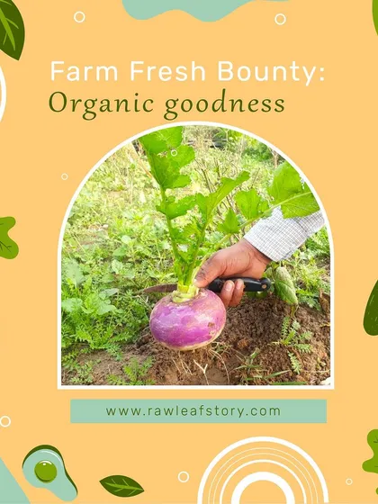 Here you can see a turnip (shalgam) being harvested by hand. This root vegetable is a winter favorite, and we take pride in growing it the traditional, organic way.