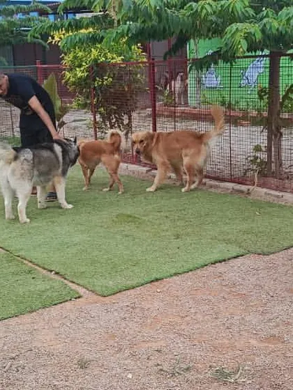 Supervised group play is a daily highlight. You can see dogs of all breeds, including Golden Retrievers and a Husky, safely socializing and making new friends under our team's watchful eye.