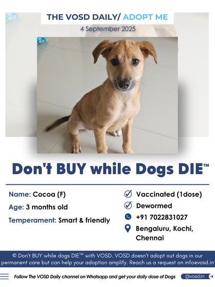 Cocoa, a smart and friendly 3-month-old, is available for adoption in Bengaluru, Kochi, or Chennai. We help rescuers reach potential adopters across multiple cities to increase the chances of finding the perfect home.