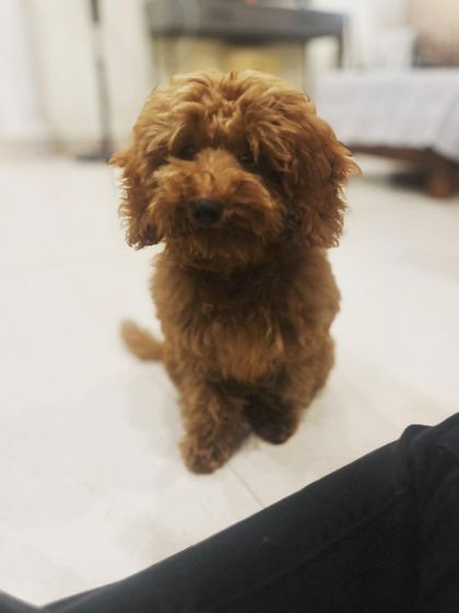 Meet Mogambo the Poodle. He's a small dog with a big personality and fits right in with the other guests and residents at the crèche.